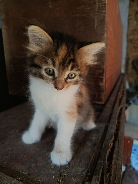 Котята в добрі руки