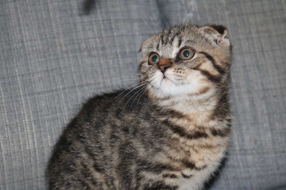 uma gatinha scottish fold