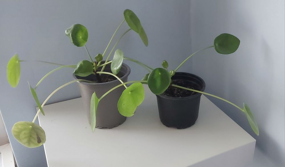 Pilea pieniążek monstera monkey sadzonka