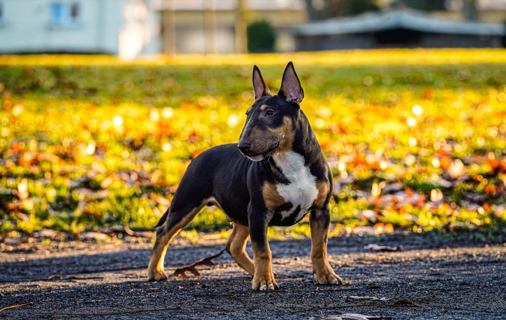 Bulterier miniaturowy