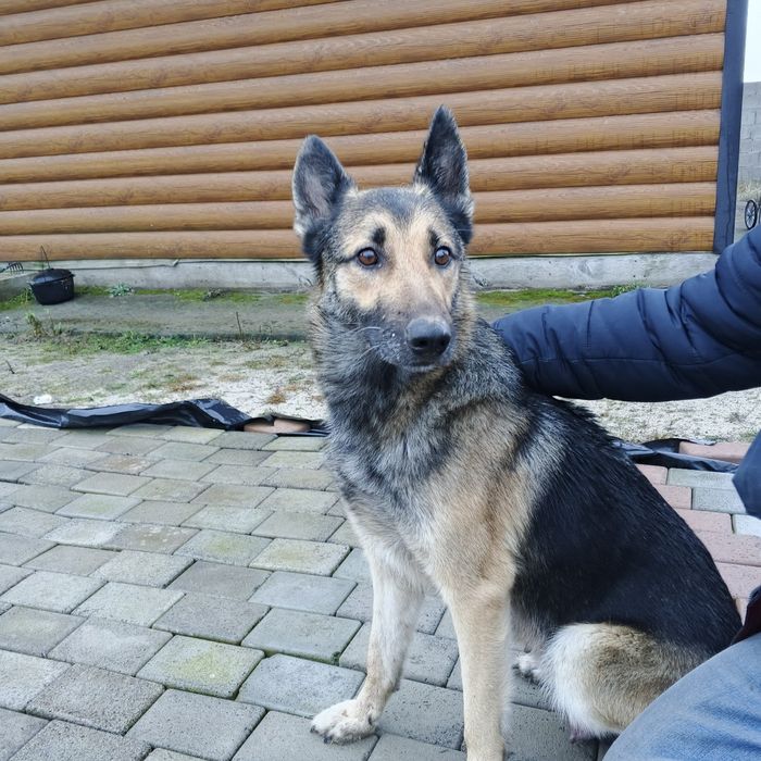 Продам щеня вівчарки