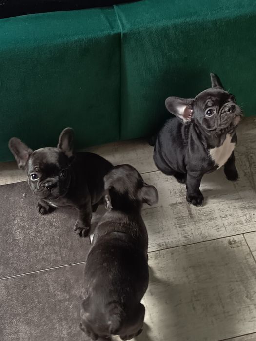 Buldog francuski - suczka