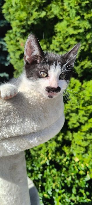 Kot do oddania w dobre ręce
