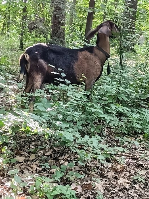 Продам нубійські кози