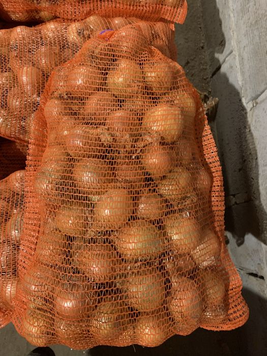 Cebula siew wiosenny