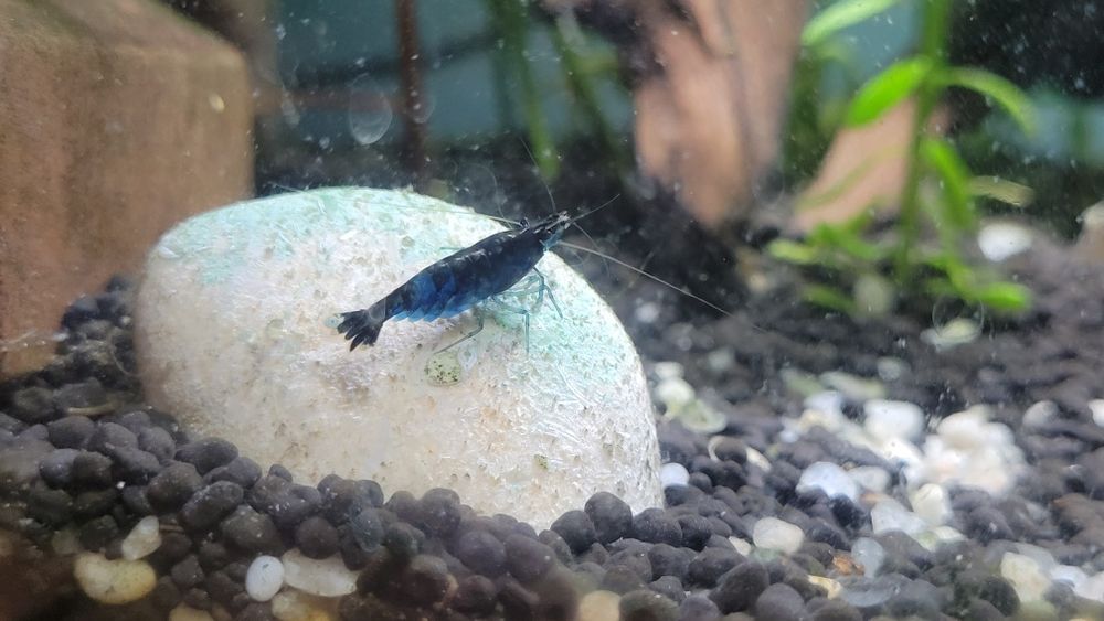 Krewetki blue velvet niebieskie