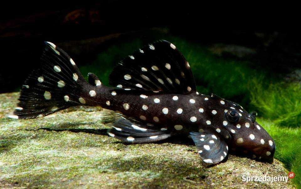 Leporacanthicus sp. L 240 zbrojnik Galaxy Pleco WF/F0