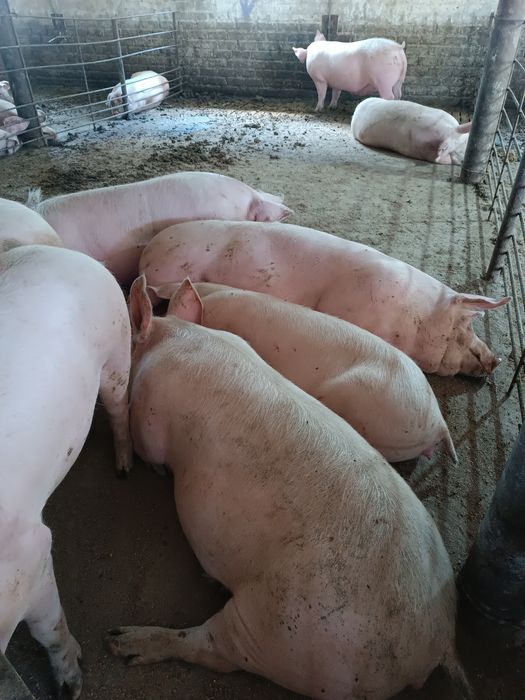 Продаж товарних свиней
