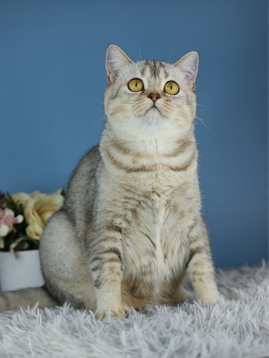 Серебристая шотландская кошечка