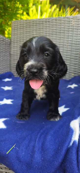 Cocker Spaniel z rodowodem