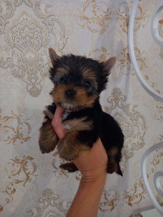 Радость в   дом !