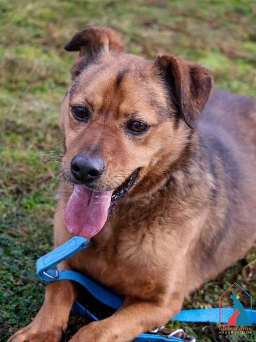 Nieduży, bardzo kochany piesek do adopcji