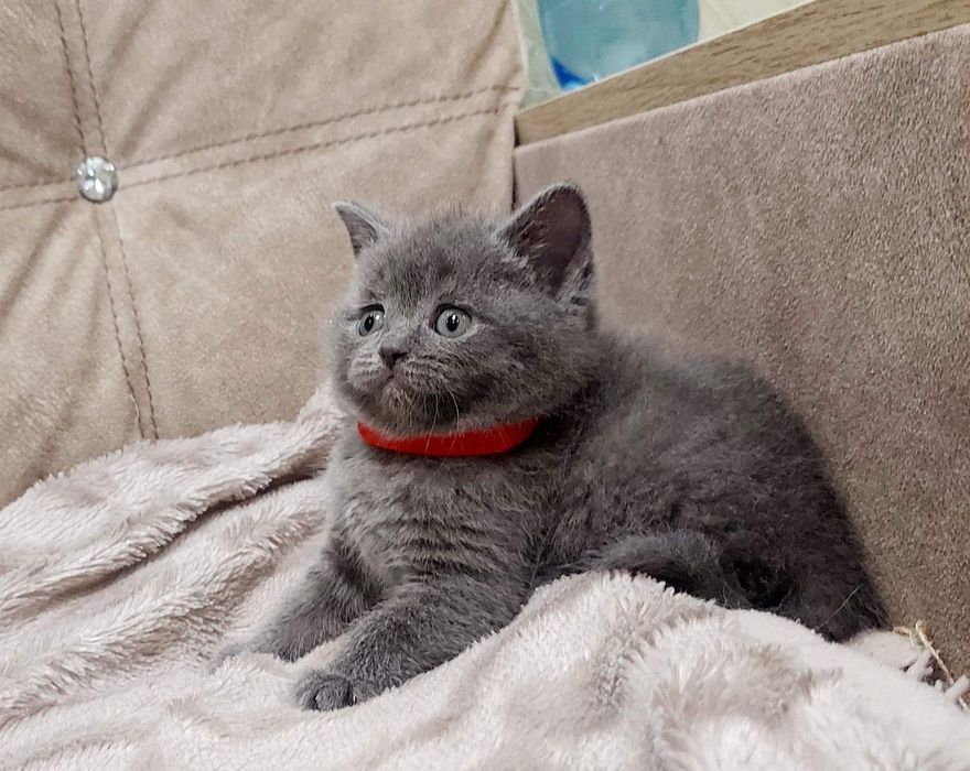 Британська голуба дівчинка