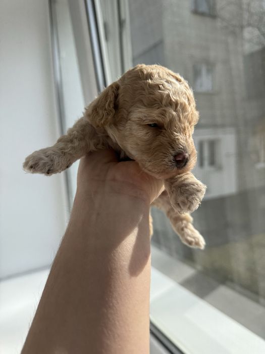 Дівчатка мальтіпу