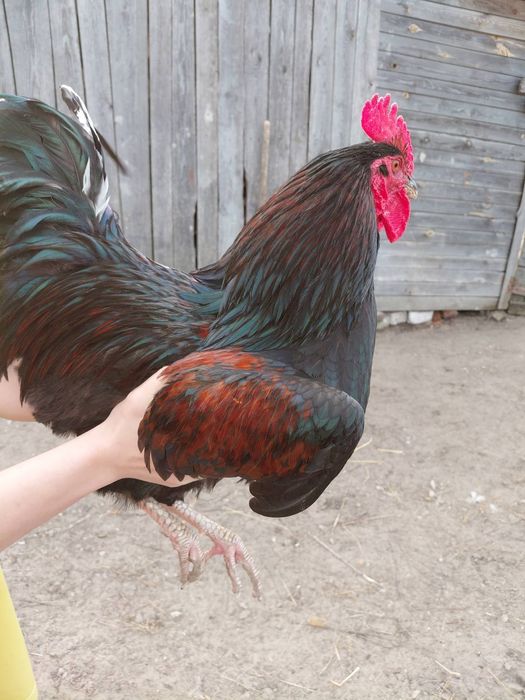 Продам молодих півників