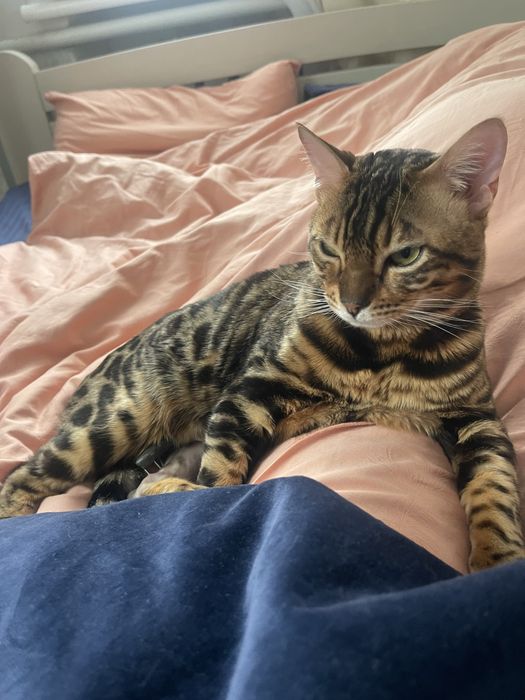 Вʼязка бенгальський кіт