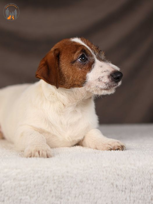 Jack Russell Terrier grzeczny piesek