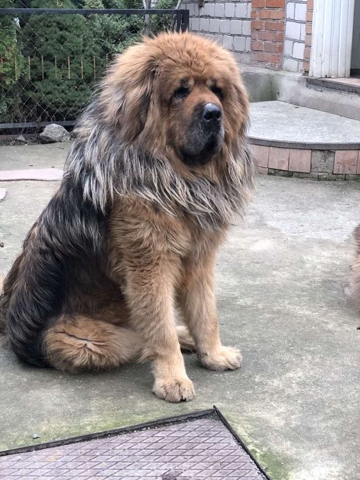 Тібецький мастиф