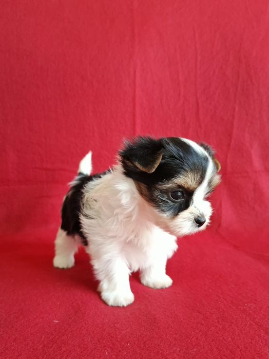 York biewer yorkshire terrier biewer piesek rodowód 4ro pokoleniowy