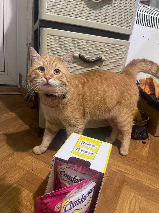 Пропал рыжий кот