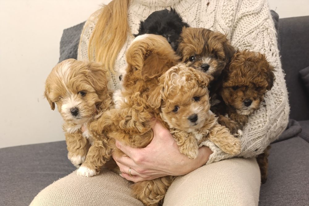 Мальтіпу мальтіпу