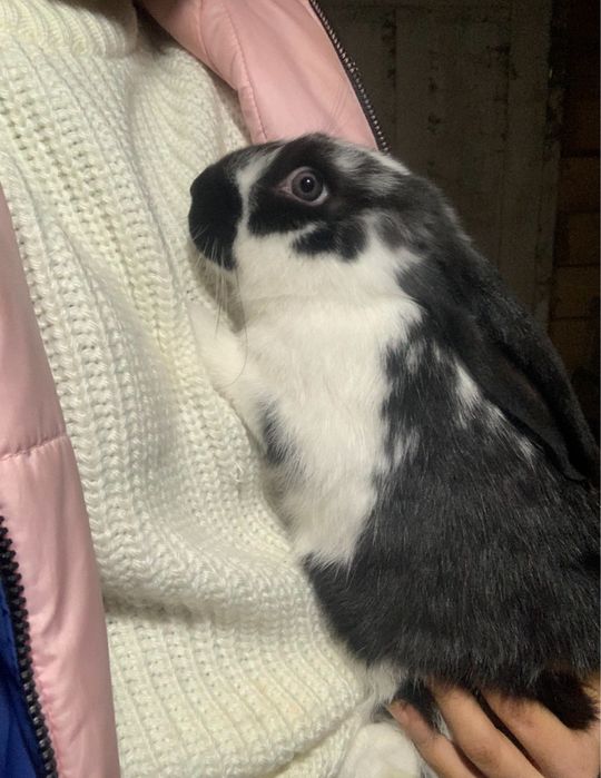 продам кролів.