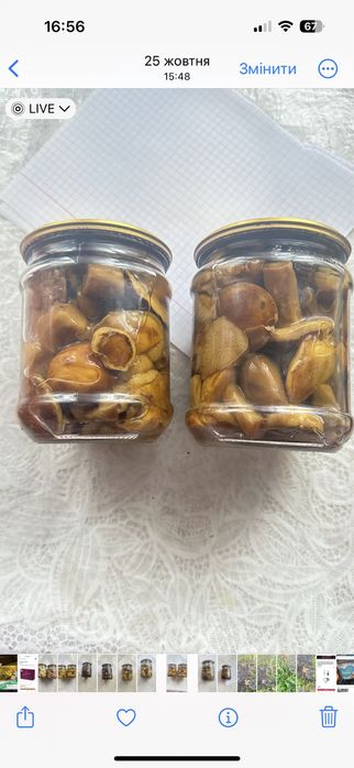 Гриби мариновані опеньки польсий білий синяк