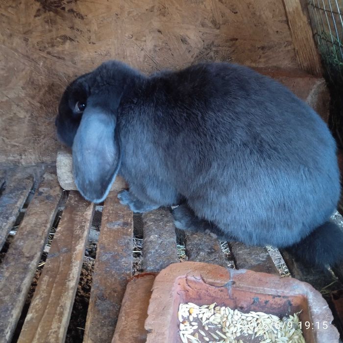 Молодий самець фр.баран