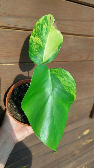 Monstera marmorata.