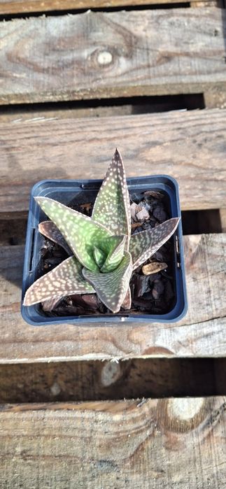 Suculentas e Cactos (variedades)