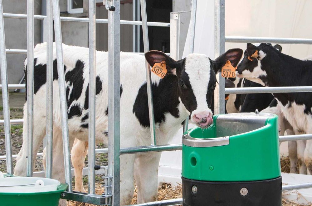 Poidło podgrzewane LAKCHO, 24V/80W, La Buvette