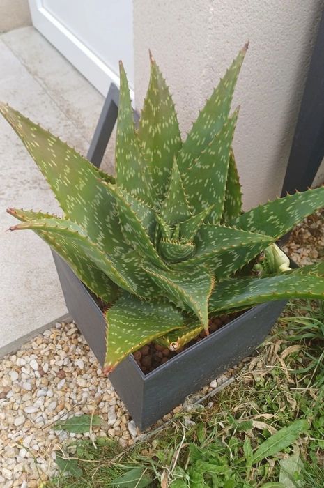 Suculenta aloe vera sabão