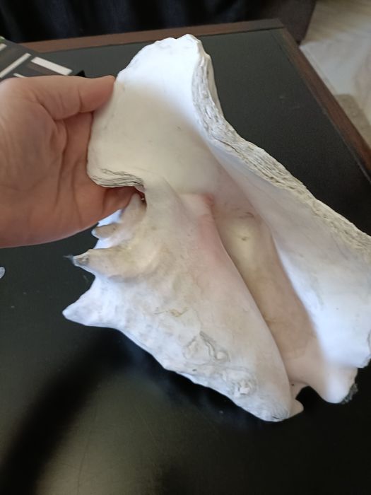 Concha aranha gigante