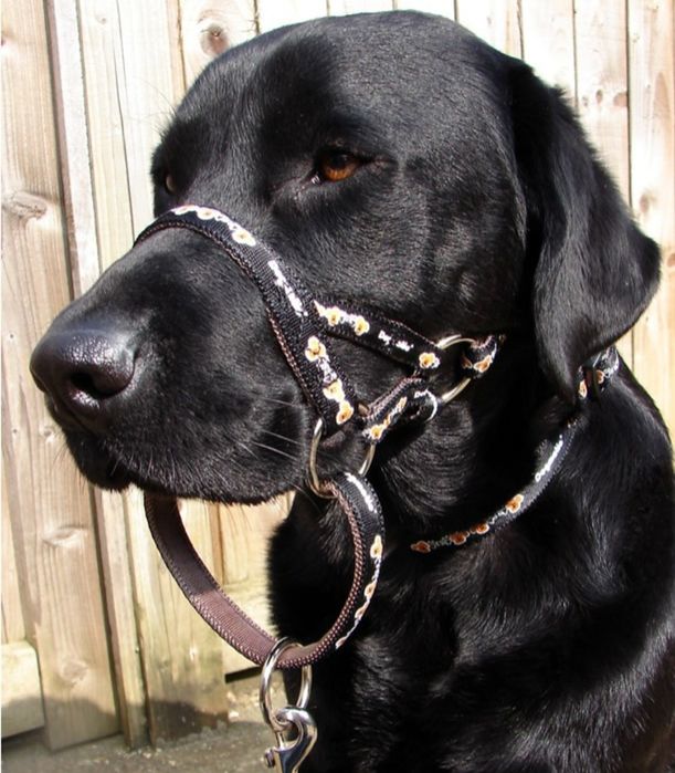 Мягкий ошейник для собаки Dogmatic