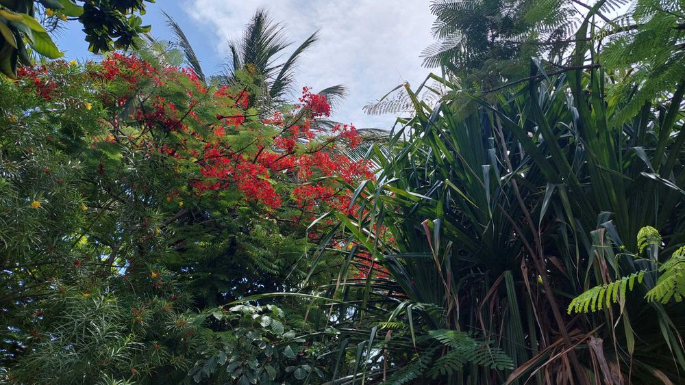 10 nasion Płomień Afryki, Delonix Regia
