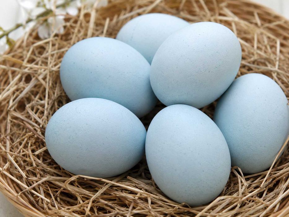 Jajka niebieskie od kur blue shell