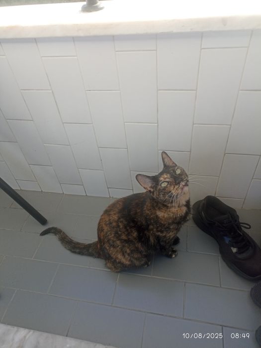 Hotel e Petsitting Patas & Bigodes