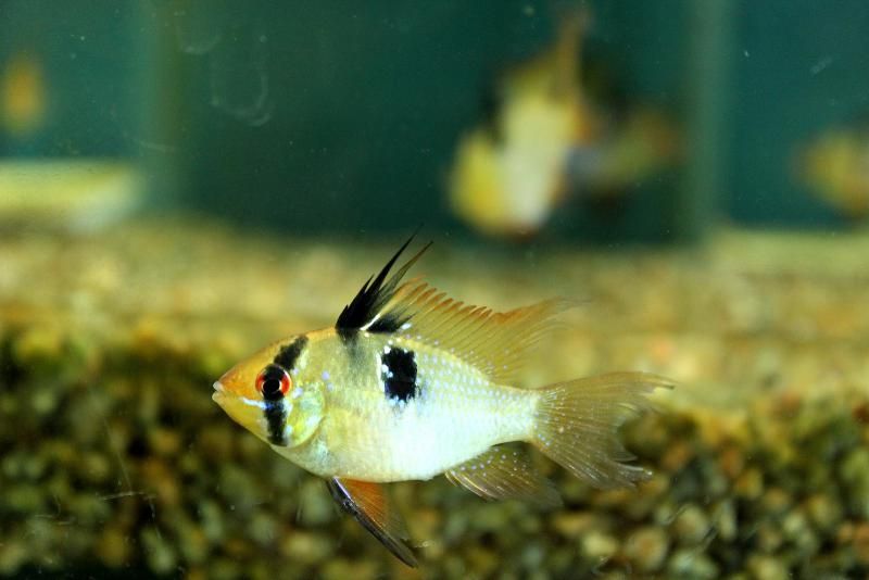 Апистограмма, электрик блю.