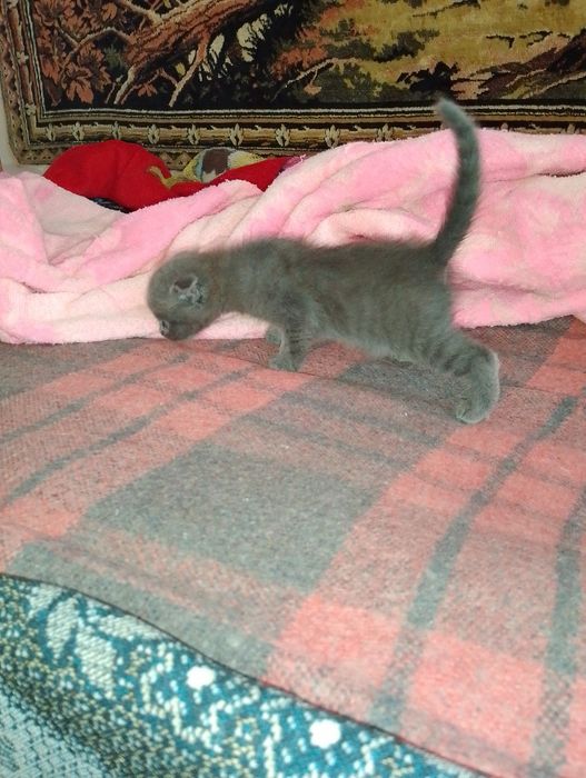 Котята (две девочки)