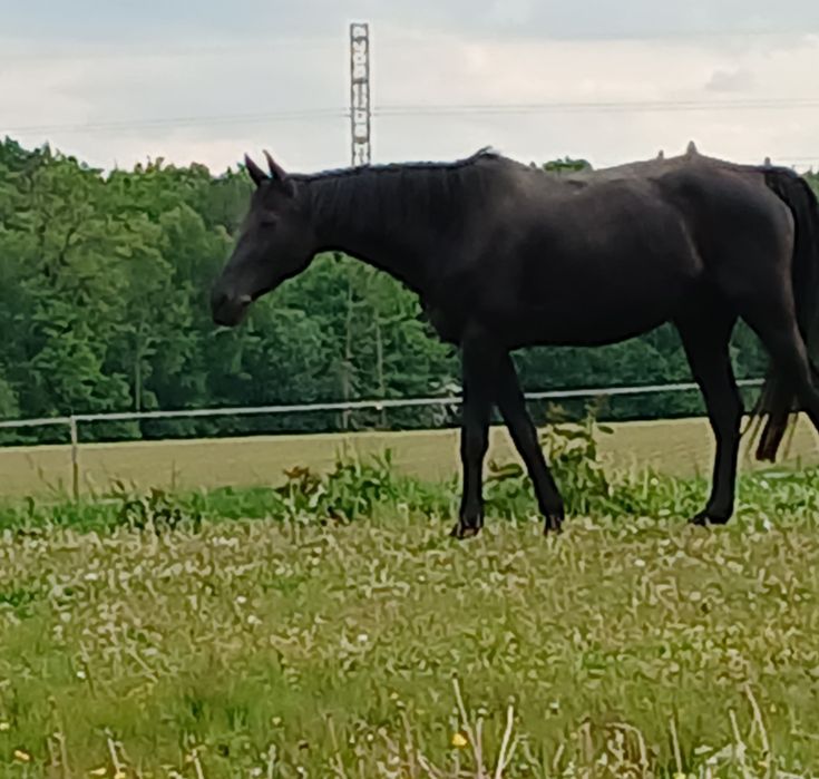 Wałach małoposki profesor