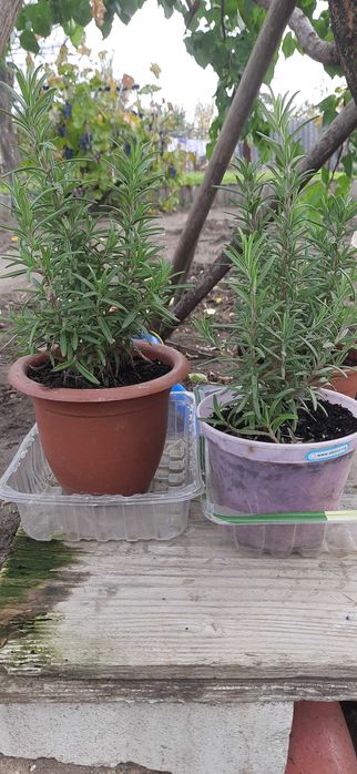 Розмарин в горшке