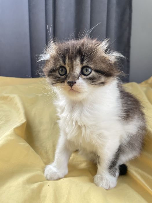 Кошенята в добрі руки