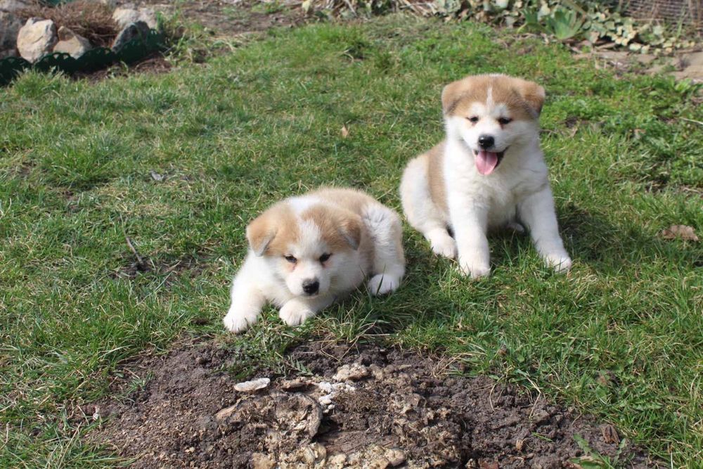 Акіта іну Хатіко дівчата