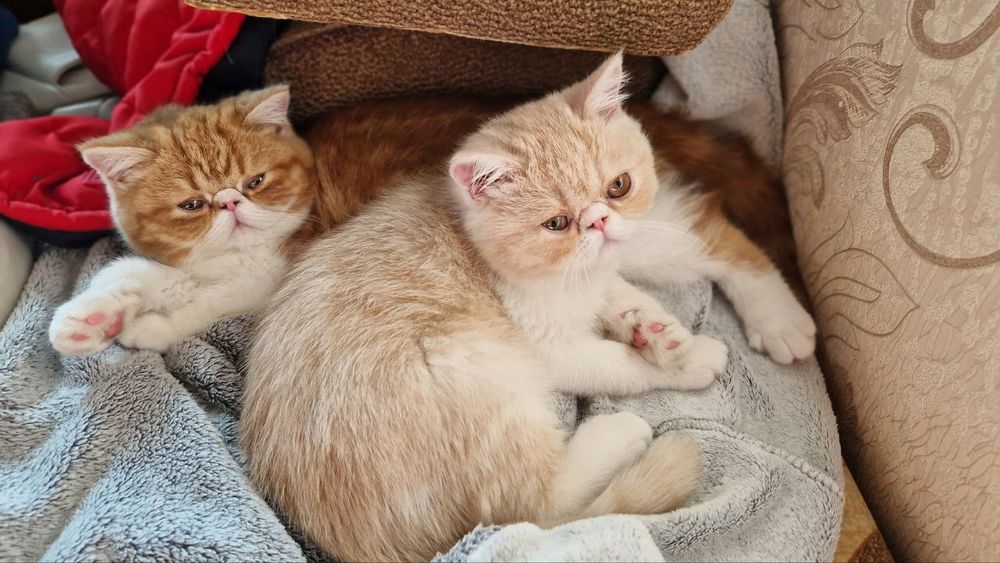 Продається котик Екзот