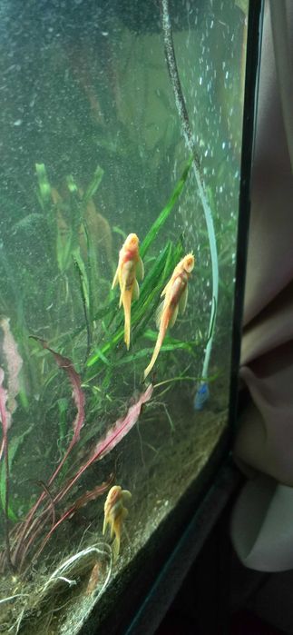 Glonojady albinosy