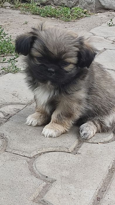Продам цуценят королівського пекінеса