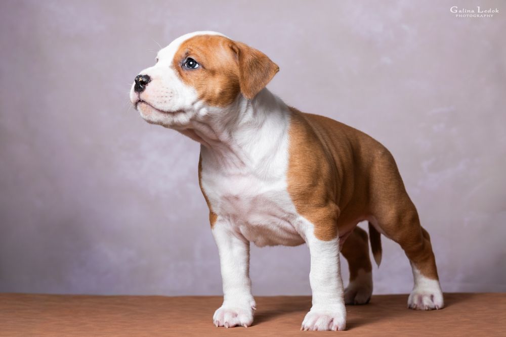 Амстафф КСУ: Твій ідеальний напарник. 2.5 місяці, кобель