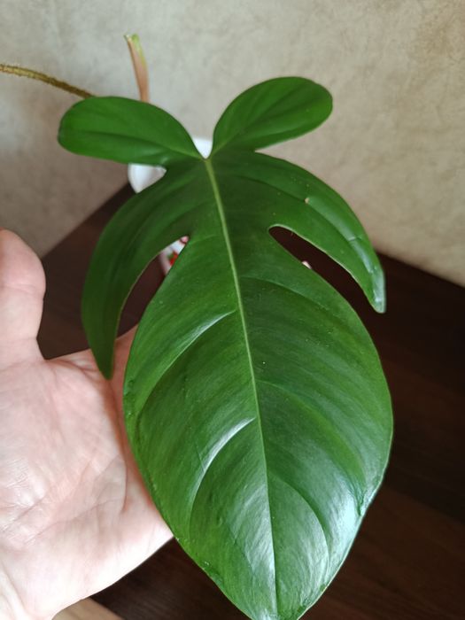 Филодендрон Чешуеносный.