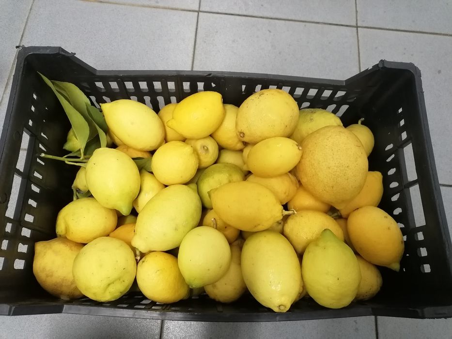 Limões frescos / biológicos