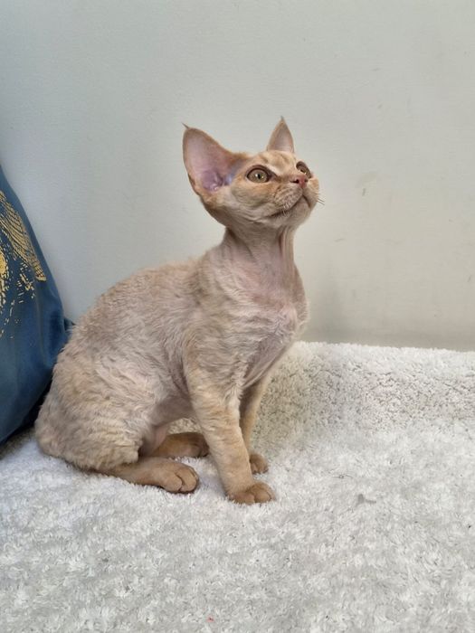 Devon rex, piekny kocur devon rex, FPL, FIFE